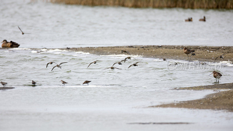 檀香(Calidris alpina)